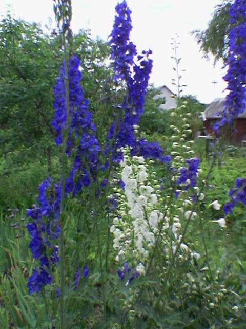 Image_10.jpg