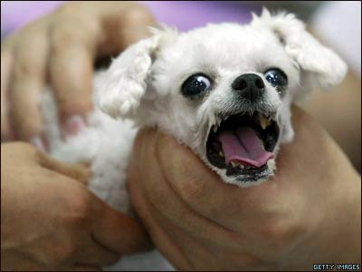 _41357389_dog.jpg