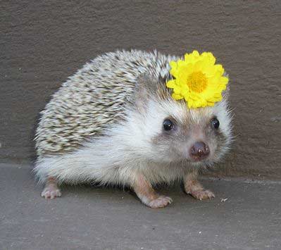 igel.jpg