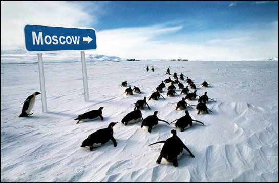 penguins.jpg