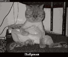 kot.jpg