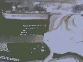 20062007040.jpg